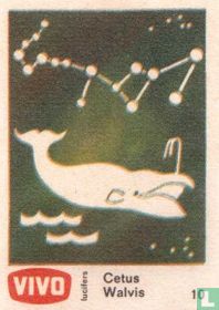 Walvis acheter