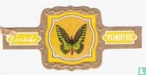 Ornithoptera Brookiana - Perak - Borneo - Sumatra