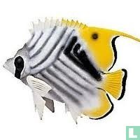 Oogvlek Koraalvis