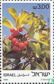Arbres de la Terre Sainte     