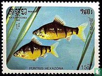 Puntius hexazona