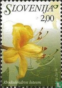 Blumen kaufen