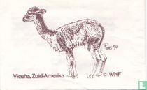 Vicuna, Zuid-Amerika