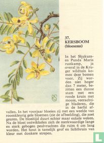 Kersboom