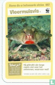 Vleermuisvis