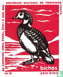 Pato bravo (Wilde eend)