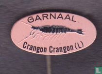 Garnaal Crangon Crangon (L)