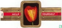 Breeder Tulip - Dillenburg