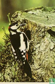 1971-01-3 Grote bonte specht