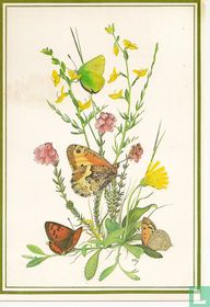 Stekelbrem, Groentje, Dopheide, Heivlinder, Muizeoor, Vuurvlindertjes