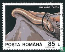 Haemopis caeca