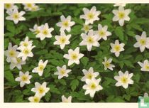 2000-01-1 Anemonen