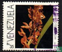 Orchids