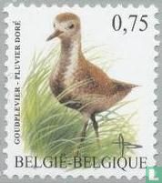 Pluvier doré