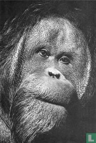 Orang Utang