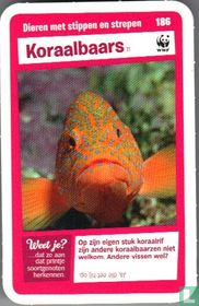 Koraalbaars