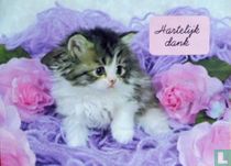 Dieren: Katten