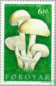 Champignons acheter