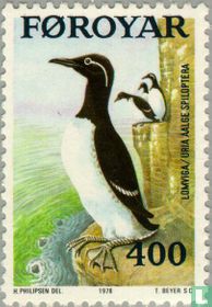 Common murre for sale