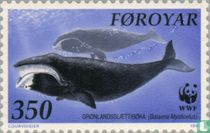 Baleines de l'Atlantique Nord