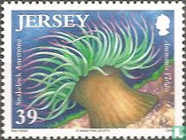 Sea Anemone for sale