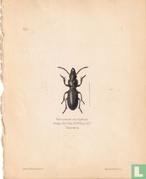 Percosoma sculcipere, Tasmania