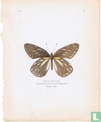 Thyca berinda ?, Khasia Hills, Inde