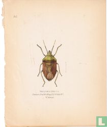 Bathycoclia distincta, Afrique de l'Ouest