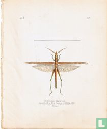 Opsomala filiformis, Brésil
