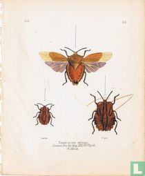 Tesseratoma aetliiops, Afrique de l'Ouest