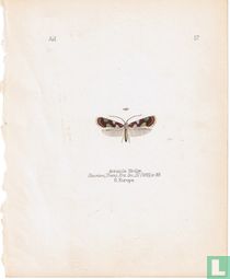 Antispila Rivillei, Europe du Sud