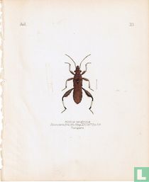 Alydus tanogiricus, Tanger