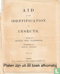 Ischnostoma rostrata, Afrique du Sud