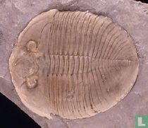 Ogygopsis