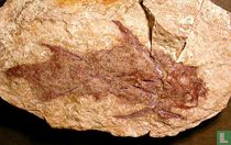 Diplacanthus