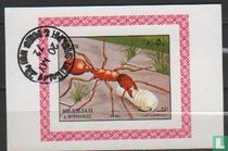 Ant