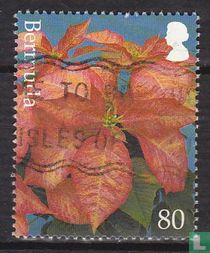 Fleurs de Noël
