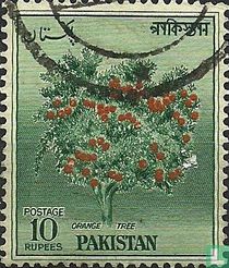 Orange tree