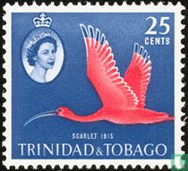 Eudocimus ruber for sale