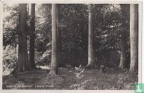 Doolhof Liesbos