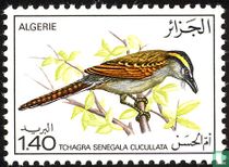 Oiseaux 