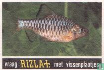 Vissen 