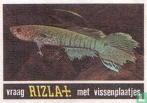 Vissen 