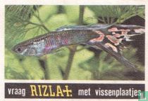 Vissen 