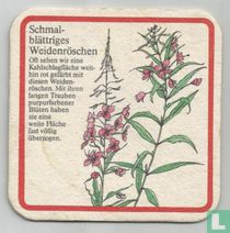 Schmal blättriges Weidenröschen