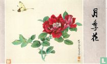 Roses de chinois