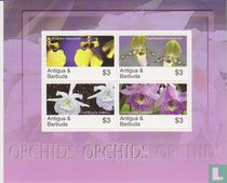 Orchidées