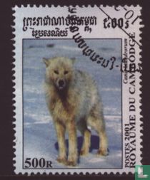 Loups et renards acheter