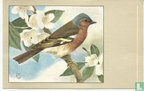 Vink / Pinson ordinaire / Buchfink / Chaffinch / Fringilla c. cóélebs