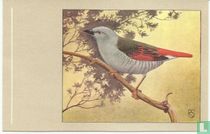 Aurora-astrilde / Diamant Aurore / Auroraastrild / Aurora Waxbill / Pytilia phoenicoptera